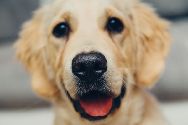 Psi mogu da prepoznaju ljudska osećanja