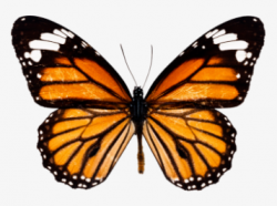 Potpisan sporazum sa Fondacijom “Krila Nade” iz Sarajeva