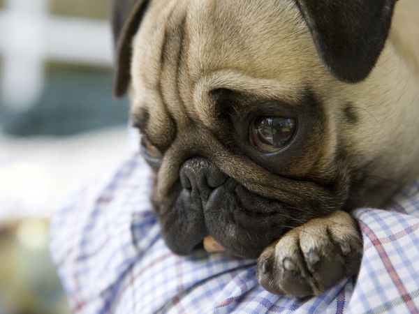 Jesu li životinje sposobne za saosećanje?